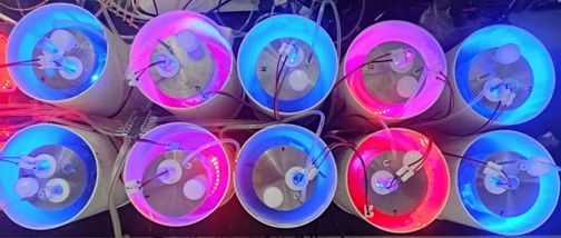 Overhead view of fermenter-style photobioreactor with surround-type light source